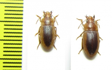 Carabidae sp.  Malawi - INSECTS-STORE.RU