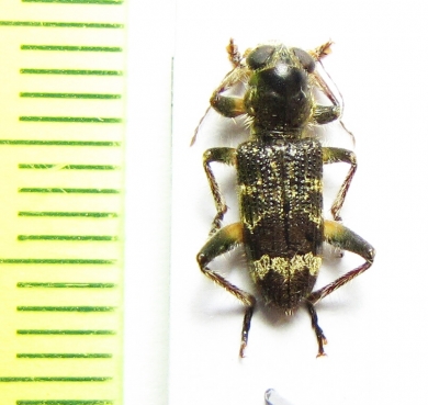 Cleridae sp.  Malaysia - INSECTS-STORE.RU