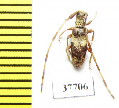 Cerambycidae sp.  South Africa Rep. - INSECTS-STORE.RU