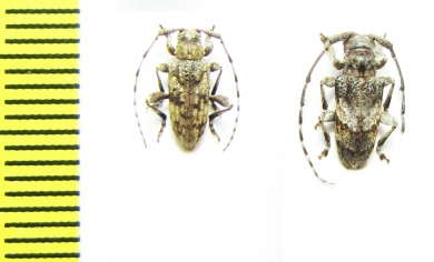 Cerambycidae sp.  Malawi - INSECTS-STORE.RU