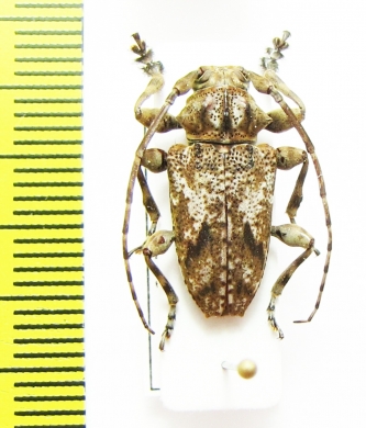 Cerambycidae sp.  Gabon - INSECTS-STORE.RU