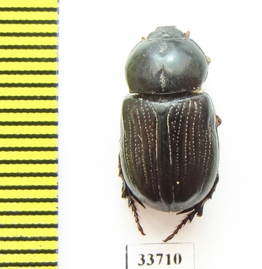 Semanopterus rectangulus  Australia - INSECTS-STORE.RU