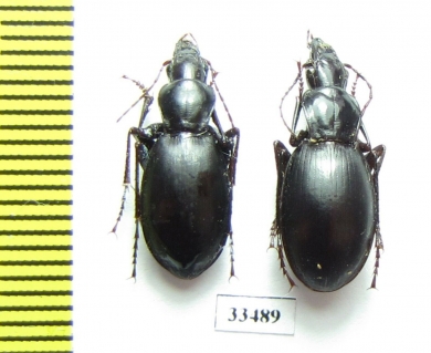 Pseudotaphoxenus substriatus, pair  Tajikistan - INSECTS-STORE.RU