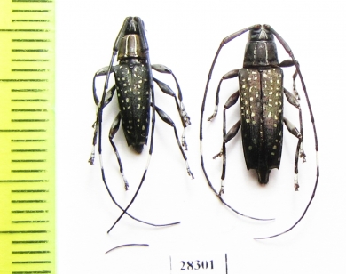 Colobothea naevigera  Peru - INSECTS-STORE.RU