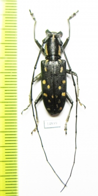 Epepeotes sp.  Laos - INSECTS-STORE.RU