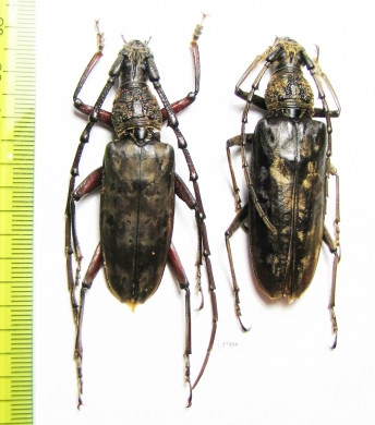 Hoplocerambyx spinicornis, pair  Indonesia, Sumatra - INSECTS-STORE.RU