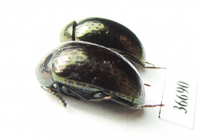 Tenebrionidae sp.  Indonesia, Sumatra - INSECTS-STORE.RU