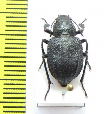 Diesia sexdentata sexdentata  Kazakhstan - INSECTS-STORE.RU