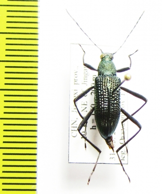 Tenebrionidae sp.  China, Jiangxi prov. - INSECTS-STORE.RU