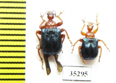 Tomapoderus ruficollis  Russia, Far East - INSECTS-STORE.RU