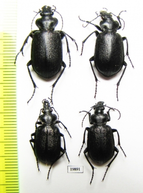 Calosoma denticolle, pair  Kazakhstan - INSECTS-STORE.RU