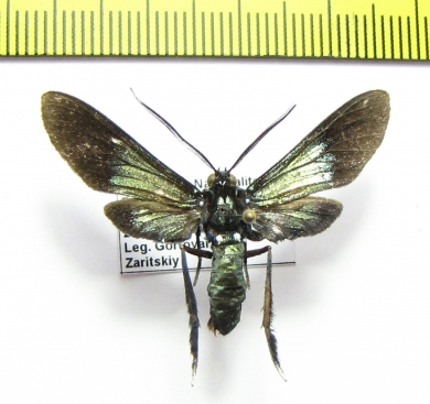 Erebidae sp.  Ecuador - INSECTS-STORE.RU