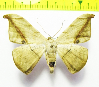 Geometridae sp.  Bolivia - INSECTS-STORE.RU