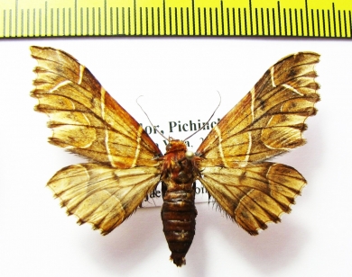 Geometridae sp.?  Ecuador - INSECTS-STORE.RU