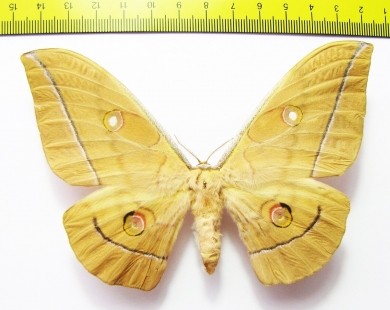 Saturniidae sp.  China - INSECTS-STORE.RU