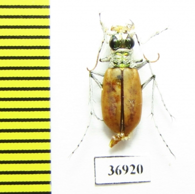 Lophyra barbifrons marqueza, male  South Africa Rep. - INSECTS-STORE.RU