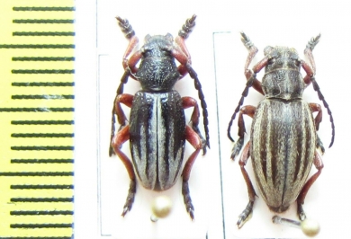 Dorcadion gallipolitanum, pair  Greece - INSECTS-STORE.RU