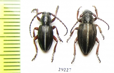 Dorcadion taborskyi, pair  Greece - INSECTS-STORE.RU