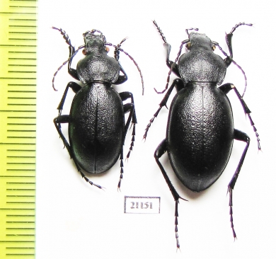 Carabus (Pachystus) tamsi, pair  Azerbaijan - INSECTS-STORE.RU