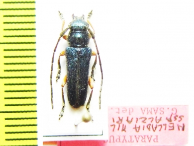 Phytoecia millefolii alziari, male  Cyprus  PARATYPUS - INSECTS-STORE.RU