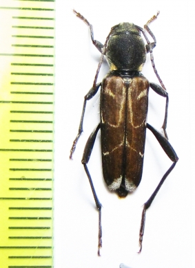 Xylotrechus cuneipennis  Japan - INSECTS-STORE.RU