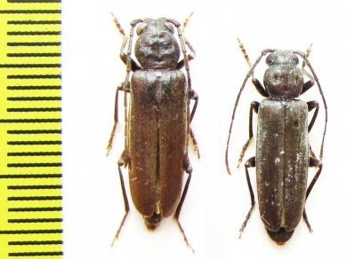 Arhopalus tristis  Kazakhstan - INSECTS-STORE.RU