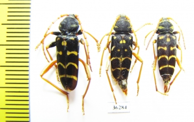 Plagionotus arcuatus  Russia, Kaluga reg. - INSECTS-STORE.RU