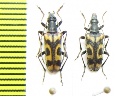 Evodinellus borealis, pair  Russia, Tver reg. - INSECTS-STORE.RU