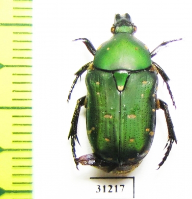 Cetoniinae sp.  Indonesia, Sulawesi - INSECTS-STORE.RU