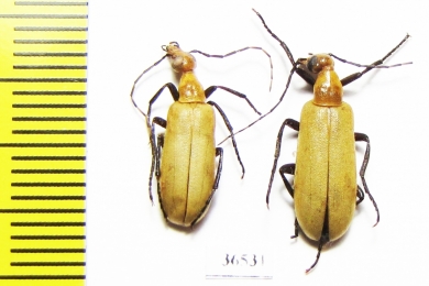 Meloidae sp.  Cote d'Ivoire - INSECTS-STORE.RU