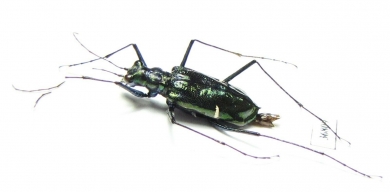 Oxygonia sp., female  Ecuador - INSECTS-STORE.RU