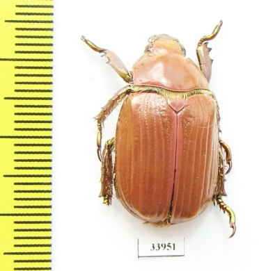 Chrysina arellanoi  Mexico - INSECTS-STORE.RU