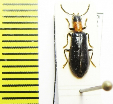 Tillus elongatus  Austria - INSECTS-STORE.RU