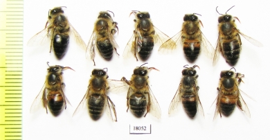 Hymenoptera sp.  Russia, Tver reg. - INSECTS-STORE.RU