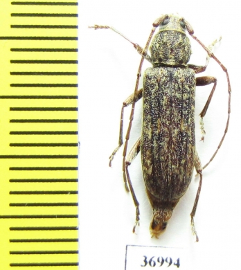 Cerambycidae sp.  South Africa Rep. - INSECTS-STORE.RU