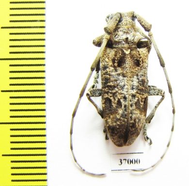Cerambycidae sp.  South Africa Rep. - INSECTS-STORE.RU