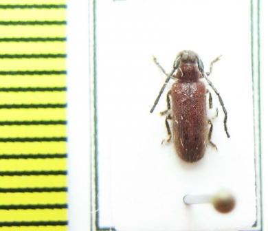 Cerambycidae sp.  Malawi - INSECTS-STORE.RU