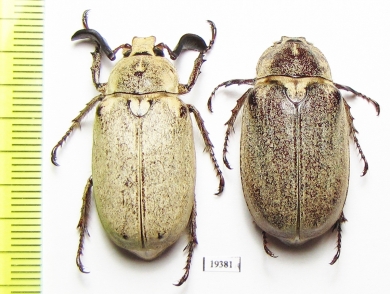 Polyphylla alba, pair  Russia, Astrakhan reg. - INSECTS-STORE.RU