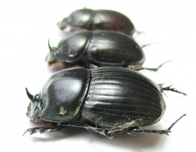 Copris sp., pair  South Africa Rep. - INSECTS-STORE.RU