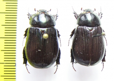 Dynastinae sp.  Ecuador - INSECTS-STORE.RU