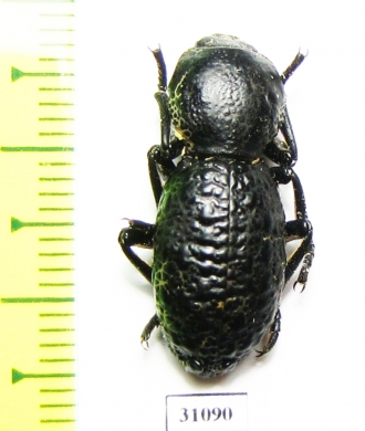 Zopheridae sp.  Mexico - INSECTS-STORE.RU