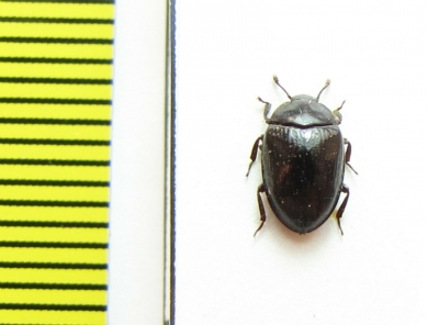 Monomma sp.  Laos - INSECTS-STORE.RU