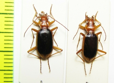 Nebria sp.  Tajikistan - INSECTS-STORE.RU