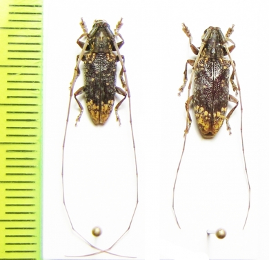 Myagrus vinosus, pair  Malaysia, Borneo - INSECTS-STORE.RU