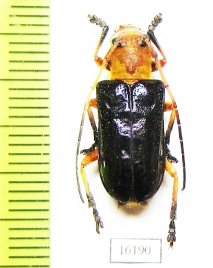 Glenida sp.  Laos - INSECTS-STORE.RU