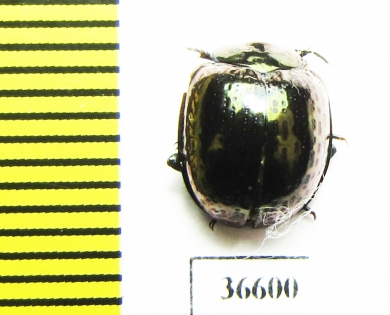 Tenebrionidae sp.  Malaysia, Borneo - INSECTS-STORE.RU