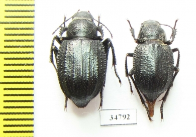 Diesia sexdentata sexdentata  Kazakhstan - INSECTS-STORE.RU