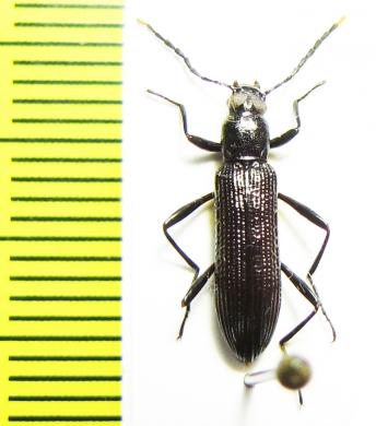 Tenebrionidae sp.  China, Jiangxi prov. - INSECTS-STORE.RU