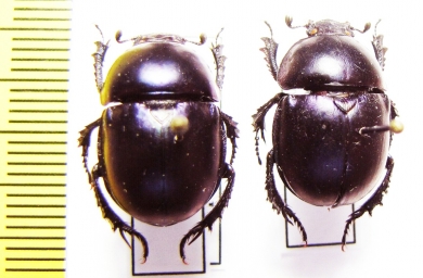 Trypocopris ? fulgidus  Turkey - INSECTS-STORE.RU