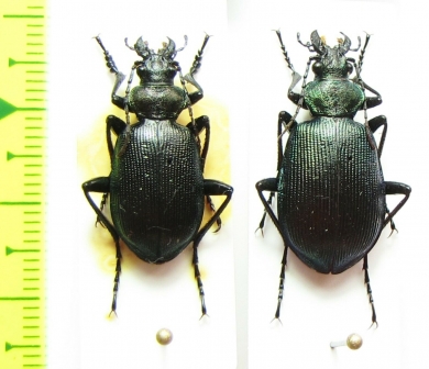 Calosoma cyanescens, pair  Russia, Far East - INSECTS-STORE.RU
